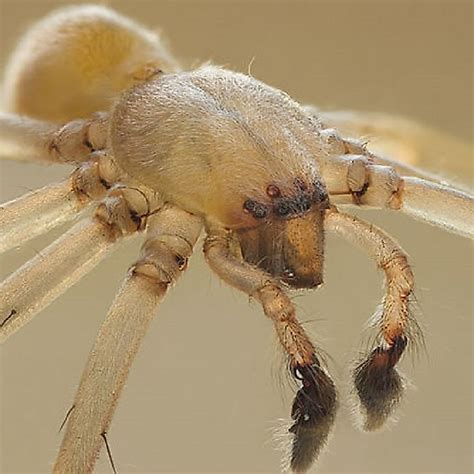 9 Of The Deadliest Spiders In The World