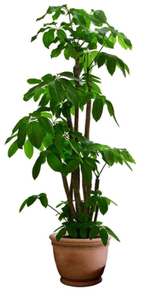 Palm Tree Png transparent images free donwload.