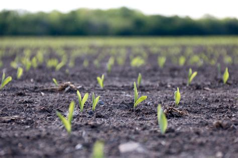 Seed Placement Is Key To Ensure Highest Yield Potential Farmtario