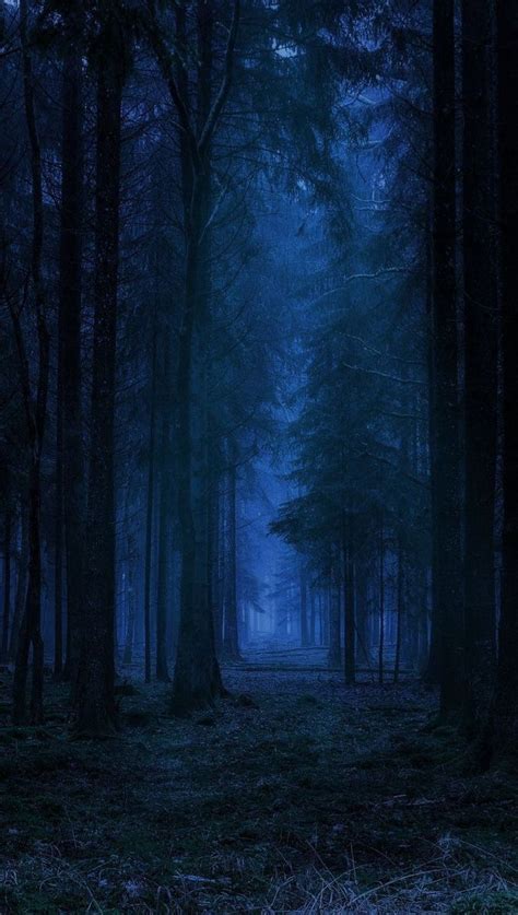 A Dark Forest Filled With Lots Of Trees Covered In Fog And Light At The End