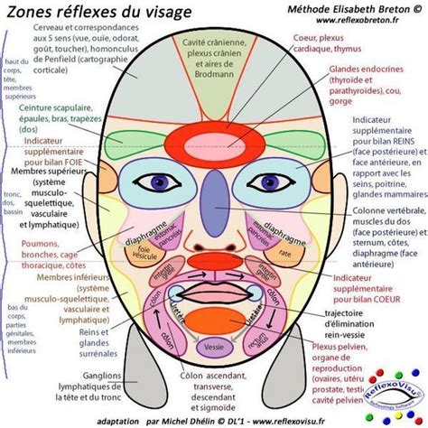 Cartographie Zones Réflexes Visage M Ferron Reflexologie Faciale