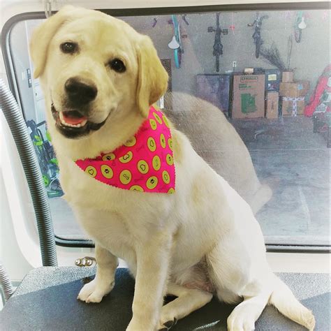 Aussie pet mobile comes to you and offers a complete range of cat grooming services. Aussie Pet Mobile- Greater Memphis & West TN - Home | Facebook