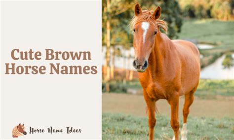 250 Cute Brown Horse Names With Meanings