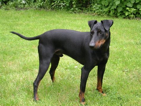 Manchester Terrier Dog Breed Pictures Information Temperament