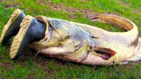 Сhernobyl Catfish What He Really Is Photo Of Chernobyl