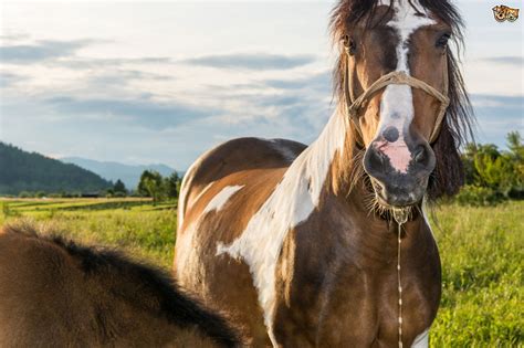 9 Unique And Wild Facts About Horses Only For Horse People Horse Spirit