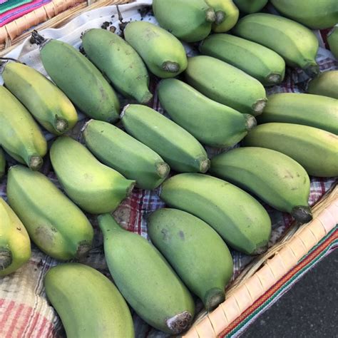 Brazilian Dwarf Bananas Information Recipes And Facts