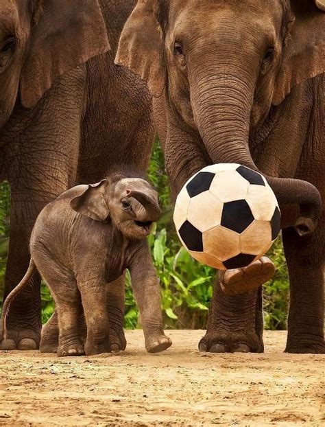 Elephants Playing Soccer My Favorite Animals Pinterest