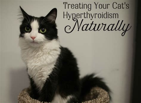 Natural Treatment for Hyperthyroidism in Cats | PetHelpful