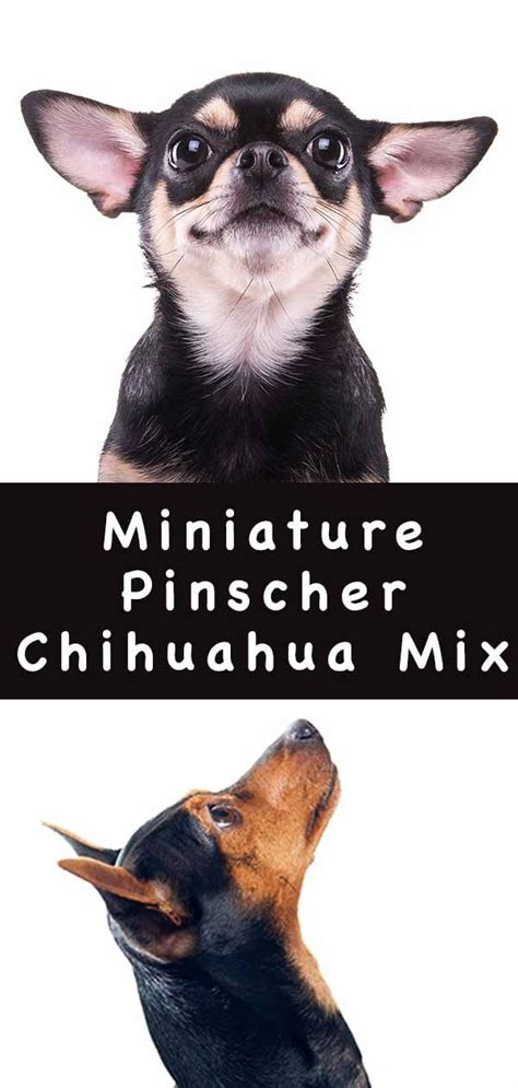 We did not find results for: Miniature Pinscher Chihuahua Mix Breed: A Guide To The ...