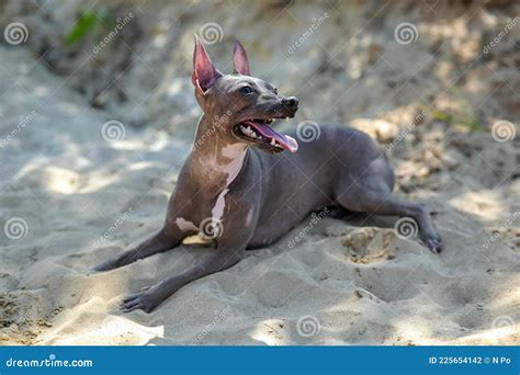 Tanned American Hairless Terrier Dog Lying On Sand Background Stock