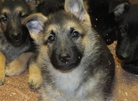 GERMAN SHEPHERD PUPPIES! for Sale in Portland, Oregon ...