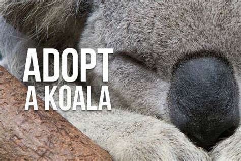 Help Save Koalas Australian Koala Foundation