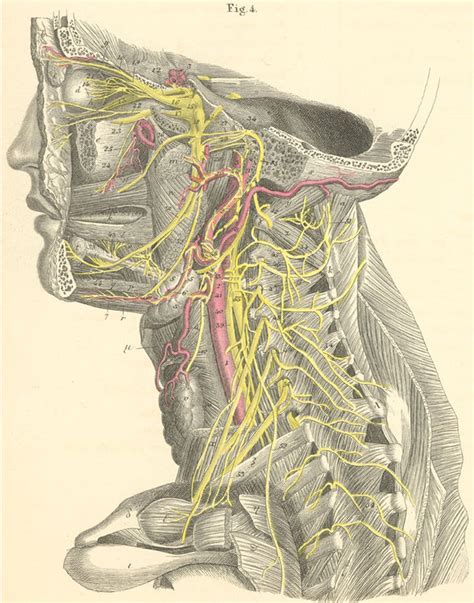 The Deep Nerves Of The Head And Neck From The Left Side