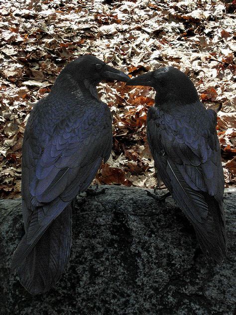 234 Best Ravens Images In 2020 Black Bird Crows Ravens Crow