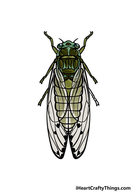 Cicada Illustration