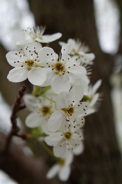 Pear Blossom Tree Flowers Free Nature Pictures By Forestwander