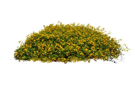 Download Yellow Flower Bed Stock Photo DSC 0104 - PNG by annamae22 ...