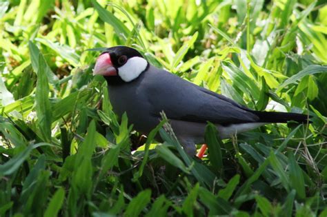 Jenis Burung Yang Dilindungi Di Indonesia