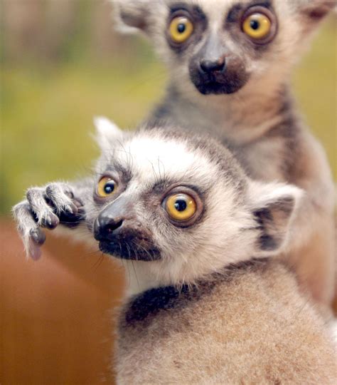 Ring Tailed Lemur Lemur Save Animals Primates