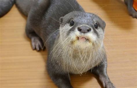 Can You Have An Otter As A Pet Petaddon