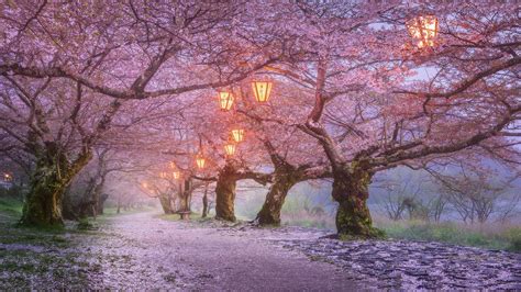 Wallpaper Trees Lanterns Cherry Blossom Japan 1920x1080
