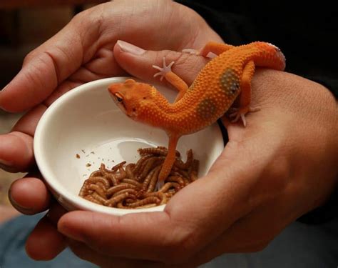 Reptile Pets For Beginners It Is Important To Remember There Are Many