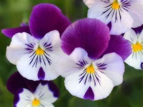 Te dejo mi seleccion de las 10 flores mas hermosas del mundo, espero te guste, compartelo!! JUAN CARLOS JARAMILLO HOYOS - las-flores-mas-hermosas-del ...