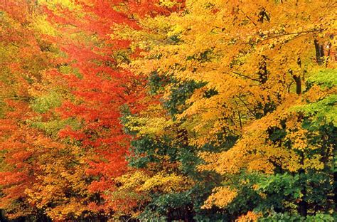 New England Fall Foliage Central 2020 A Travel Guide