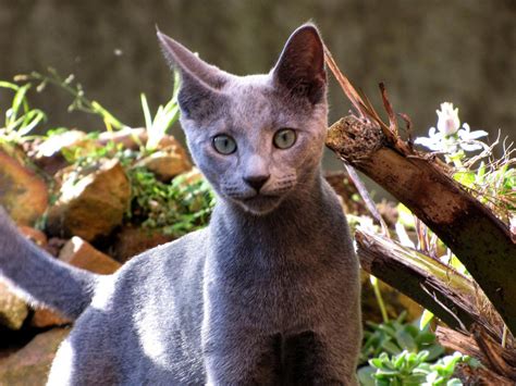 Or come in and out of the house? Russian Blue Life Expectancy | Russian Blue Love 2015