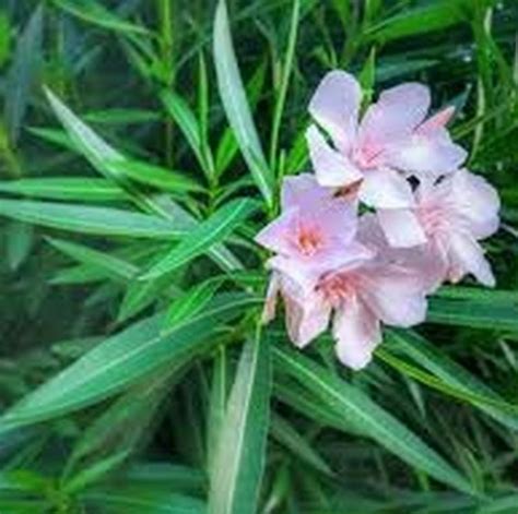 Light Pink Oleander Star Nursery Garden And Rock Centers