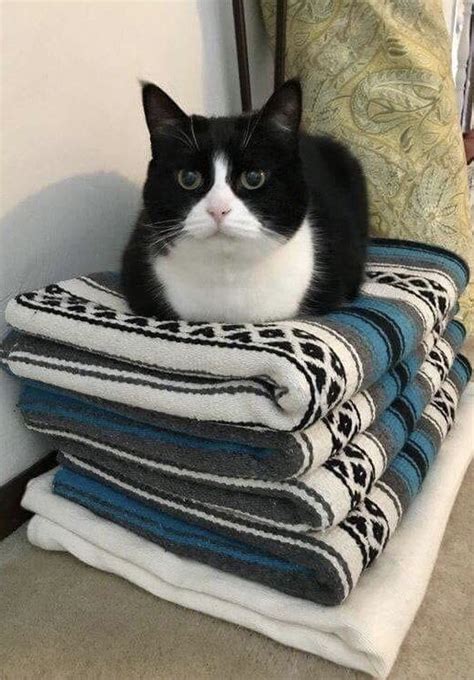 Cats will sometimes pounce out from a hiding spot to play, but it can come across as aggressive to a new kitten. Do You Have More than 1 Cat or BIG CATS? Then this if 4 ...
