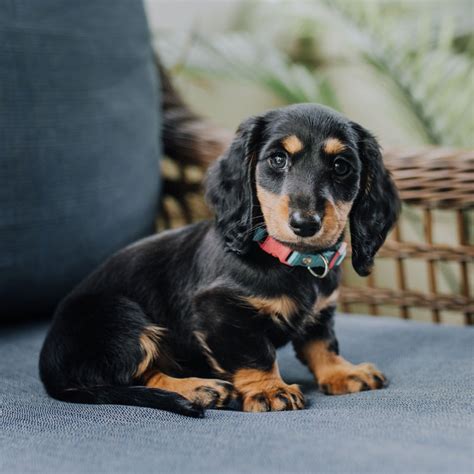 Standard Dachshund Puppies For Sale In Texas Pic Bleumoonproductions