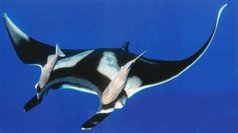 Manta rays are related to stingrays. Monitoring Mantas | South Africa