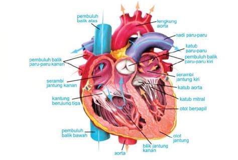 Rangka embrio manusia tersusun atas. Jantung Tersusun Atas Kumpulan Otot Otot Yang Sangat Kuat ...