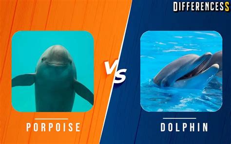 Dolphin Vs Porpoise Differences And Comparison Differencess