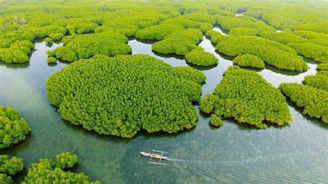 Mangrove Forest Bontolebang South Sulawesi 📷 Sanovra Jr South