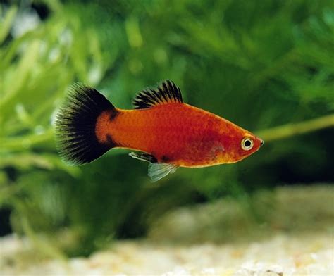 20 Types Of Platy Fish Colors Species And Tails With Pictures Pet Keen