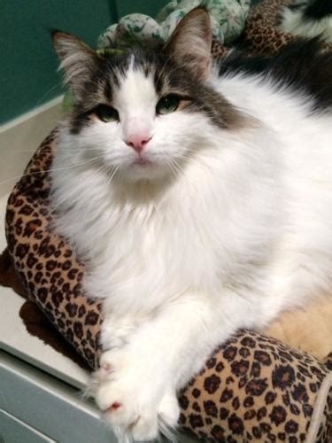 Angelica Norwegian Forest Cat Adult Adoption Rescue For Sale In Van