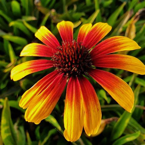 1x Staude Garten Pflanze Sonnenhut (Echinacea) Parrot | eBay