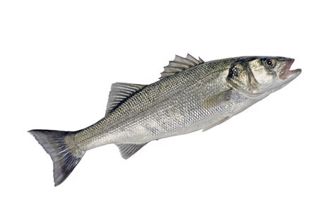 Clarification on fishing restrictions for Bass in 2016 - GOV.UK