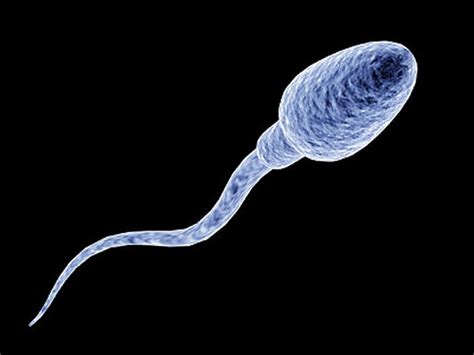 Sperm Vs Semen Sperm 15 Crazy Things You Should Know Pictures Cbs News