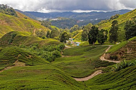 Malaisie Les Cameron Highlands Entre Thé Et Randonnée