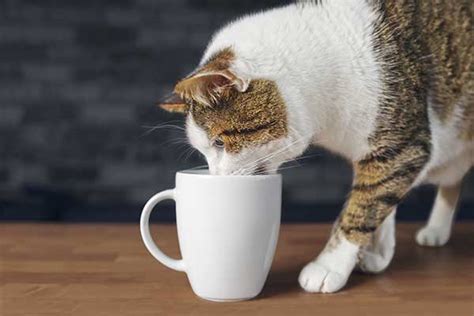 As we have previously mentioned, most cats tend to progressively reduce lactase production after weaning. Can Cats Drink Coffee? A Look Into Possible Effects of ...