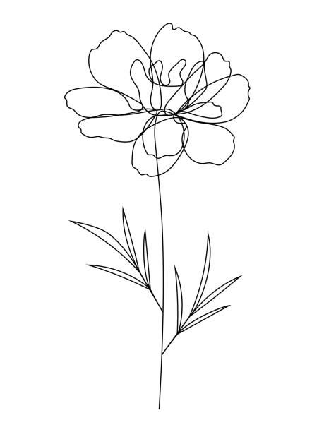 130 Drawing Of South African Flowers Illustrations Royalty Free