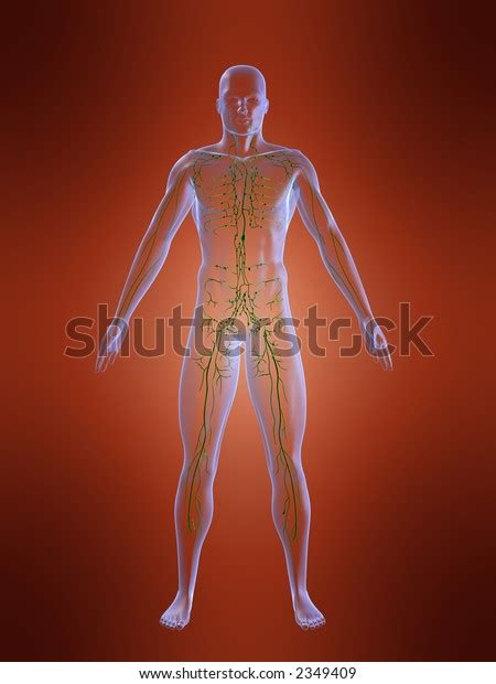 Lymphatic System Stock Photo Edit Now 2349409