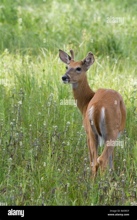 White Tailed Buck In A Summer Field Stock Photo Alamy