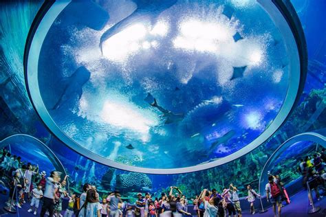 Chimelong Ocean Kingdom Zhuhai All You Need To Know Before You Go