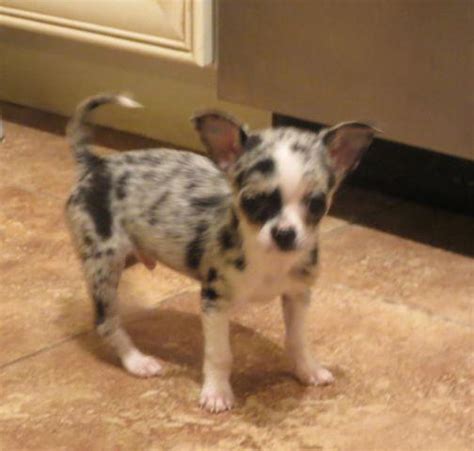 There are two choc colored ones, two brown with a little bit of black and a black one there are two blue males merle and one female that are light brown. AKC TINY BLUE MERLE CHIHUAHUA for Sale in Tucson, Arizona ...