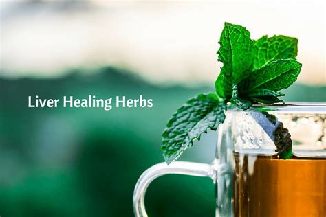 Top 6 Herbs For Liver Cleansing And Strengthening
